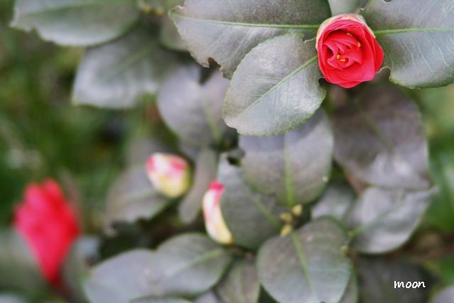 camellia